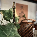 Kadzidła botaniczne z dodatkiem palo santo